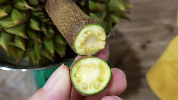 Sầu riêng, cách chọn sầu riêng ngon, kiến thức