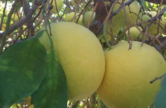 cao huyết áp, quả bưởi, quả hồng, sầu riêng