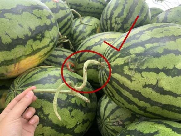 dưa hấu, chọn dưa hấu, cách vỗ dưa hấu, kiến thức 