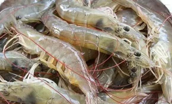 tôm, cách bảo quản tôm tươi ngon, thực phẩm tươi sống