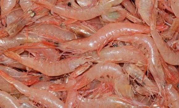 tôm, cách bảo quản tôm tươi ngon, thực phẩm tươi sống