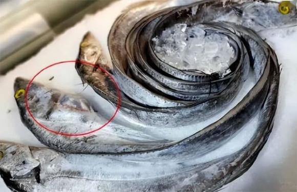cá sống, chăm sóc sức khỏe, bệnh ung thư
