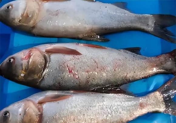 cá sống, chăm sóc sức khỏe, bệnh ung thư