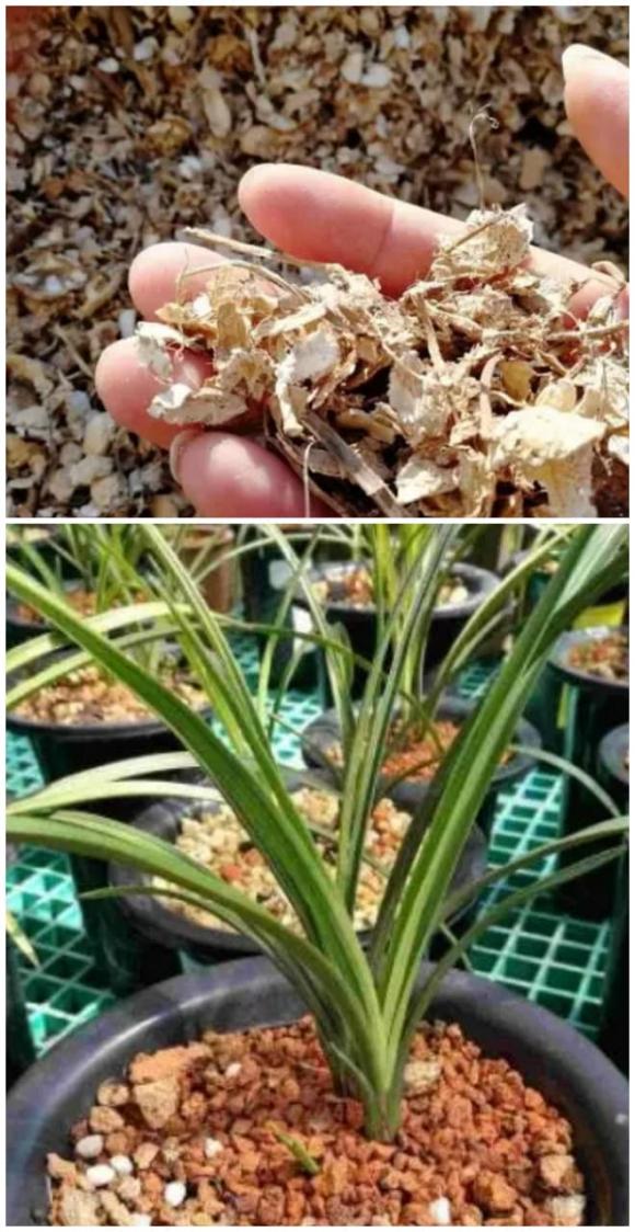 đất bầu, đất trồng, tái tạo đất cũ