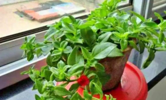 đất bầu, đất trồng, tái tạo đất cũ