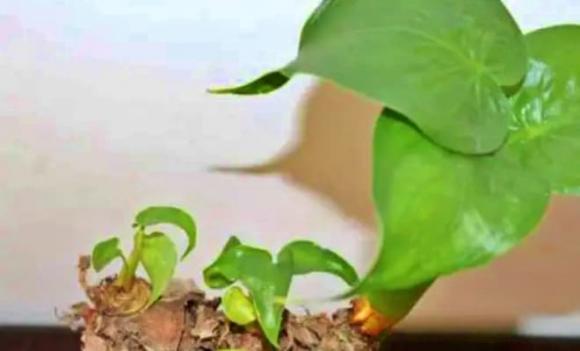 đất bầu, đất trồng, tái tạo đất cũ