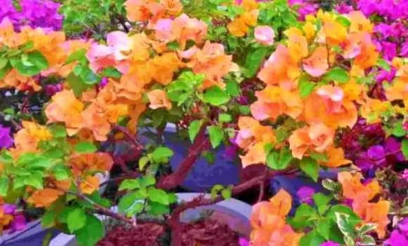 đất bầu, đất trồng, tái tạo đất cũ