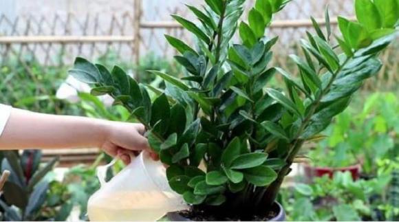 cây kim tiền, trồng cây kim tiền, chăm sóc cây kim tiền