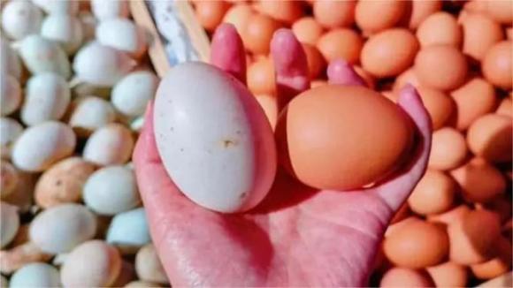 trứng gà, trứng vàng, trứng trắng