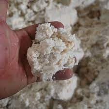 cây kim tiền, trồng cây kim tiền, chăm sóc cây kim tiền