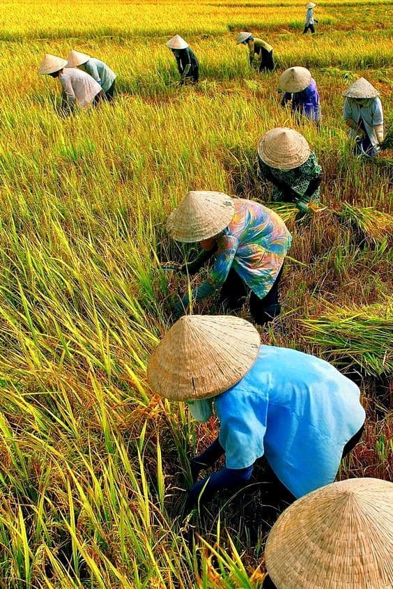 đất nông nghiệp, quy định đất nông nghiệp, bán đất nông nghiệp, kiến thức 