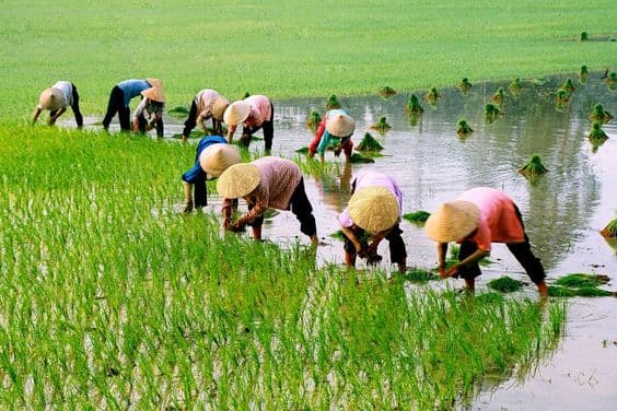 đất nông nghiệp, quy định đất nông nghiệp, bán đất nông nghiệp, kiến thức 