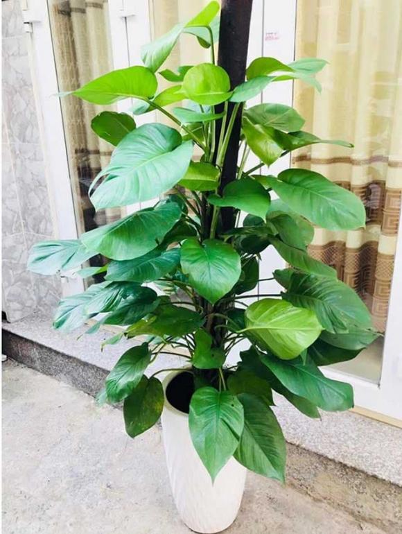 trầu bà, trầu bà đặt vị trí nào, kiến thức 