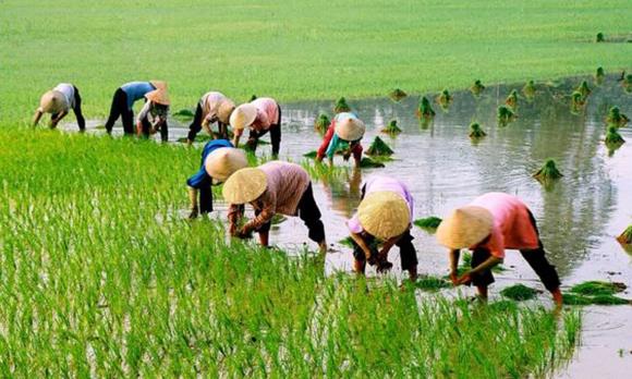 Người cao tuổi không có lương hưu, trợ cấp hưu trí, luật bảo hiểm
