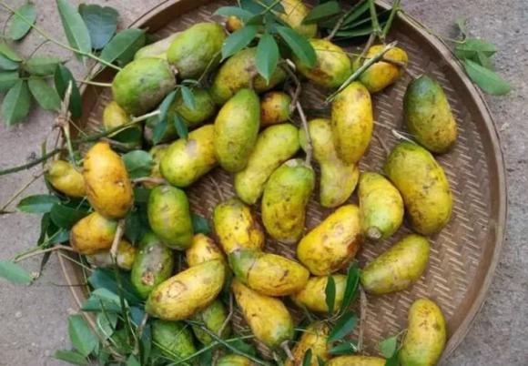 đu đủ rừng, mua đu đủ rừng, kiến thức 