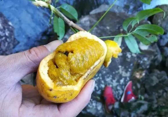 đu đủ rừng, mua đu đủ rừng, kiến thức 