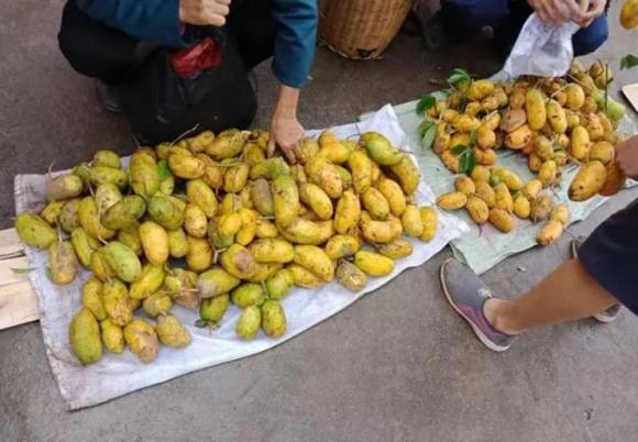 đu đủ rừng, mua đu đủ rừng, kiến thức 