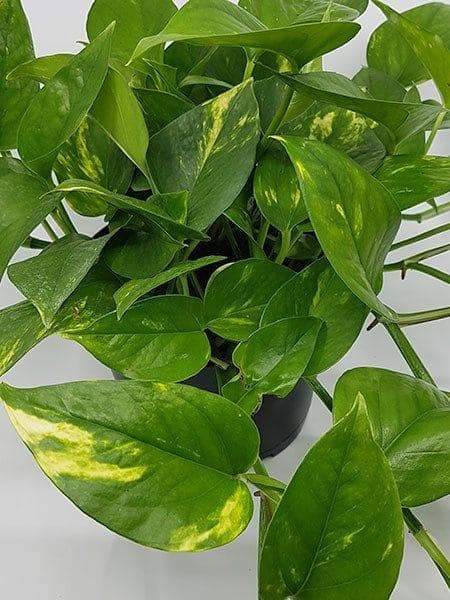 trầu bà, trầu bà đặt vị trí nào, kiến thức 