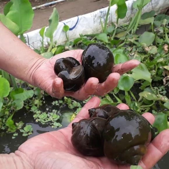 nuôi ốc bươu đen, nuôi ốc nhồi, kiến thức 