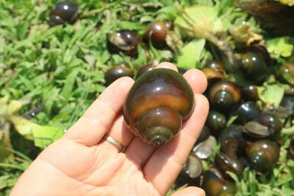 nuôi ốc bươu đen, nuôi ốc nhồi, kiến thức 