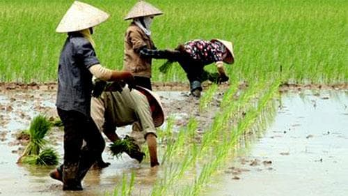 đất nông nghiệp, quy định đất nông nghiệp, bán đất nông nghiệp, kiến thức 