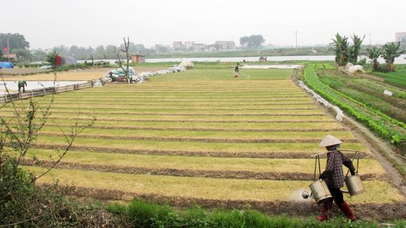 Luật Đất đai 2024, Luật Đất đai 2024 có hiệu lực sớm, kiến thức 