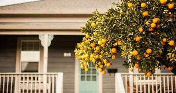 cây chanh, trồng cây chanh trước nhà, kiến thức 