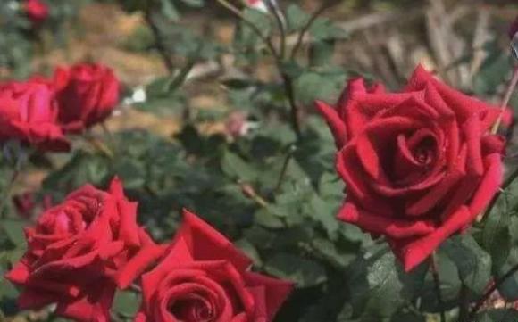 Trắc nghiệm tâm lý