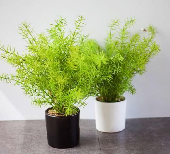 Hoa Oải hương, Hương thảo, Hoa nhài, tác dụng của cây cảnh