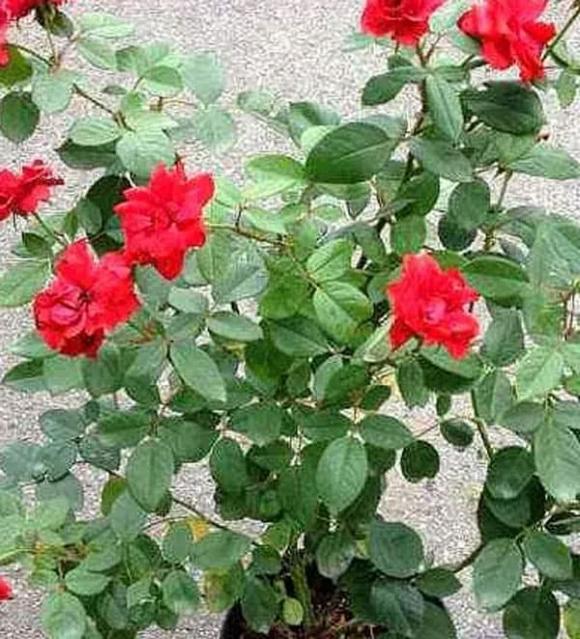 trồng cây, trồng hoa, mẹo trồng cây