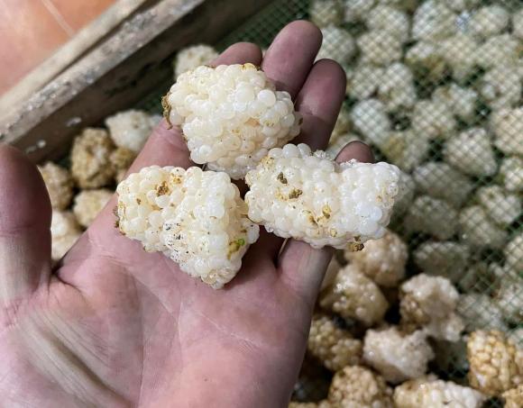 Ốc nhồi, trứng ốc nhồi