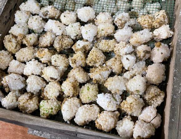 Ốc nhồi, trứng ốc nhồi