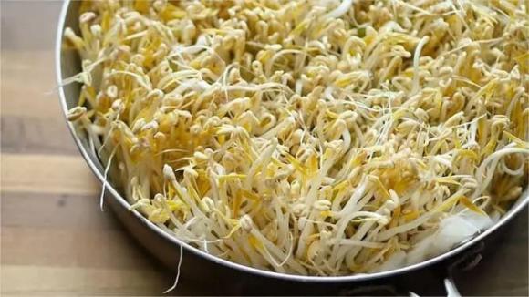 làm giá đỗ, dạy nấu ăn