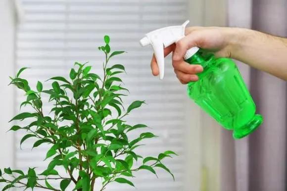 táo thối, sử dụng đồ thừa