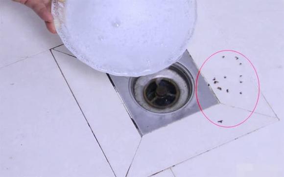 côn trùng, diệt côn trùng