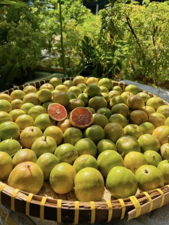 chanh đào, cách ngâm chanh đào mật ong, sức khỏe 