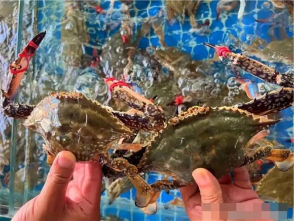 chọn ghẹ con, kinh nghiệm đi chợ