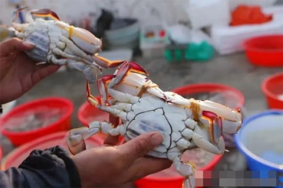 chọn ghẹ con, kinh nghiệm đi chợ