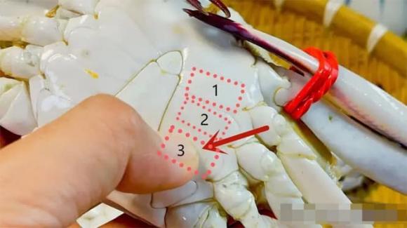 chọn ghẹ con, kinh nghiệm đi chợ