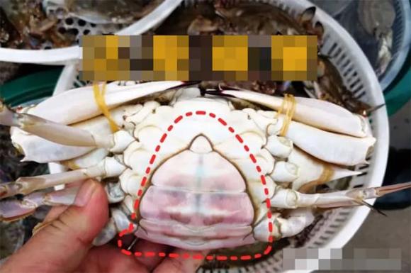 chọn ghẹ con, kinh nghiệm đi chợ