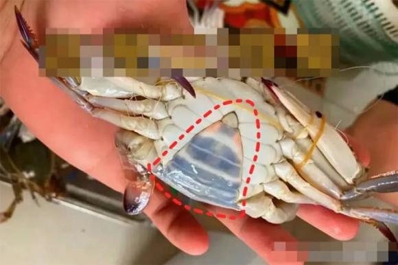 chọn ghẹ con, kinh nghiệm đi chợ
