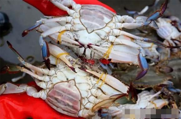chọn ghẹ con, kinh nghiệm đi chợ