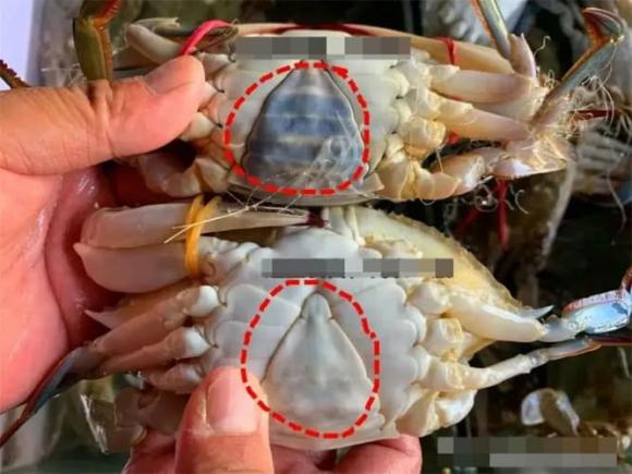 chọn ghẹ con, kinh nghiệm đi chợ