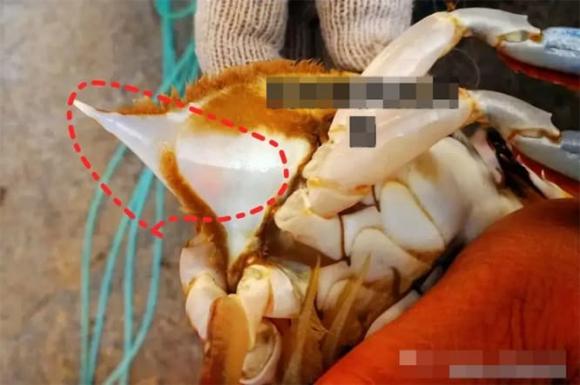 chọn ghẹ con, kinh nghiệm đi chợ