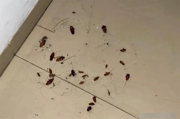 con vật, gián, chuột, chó