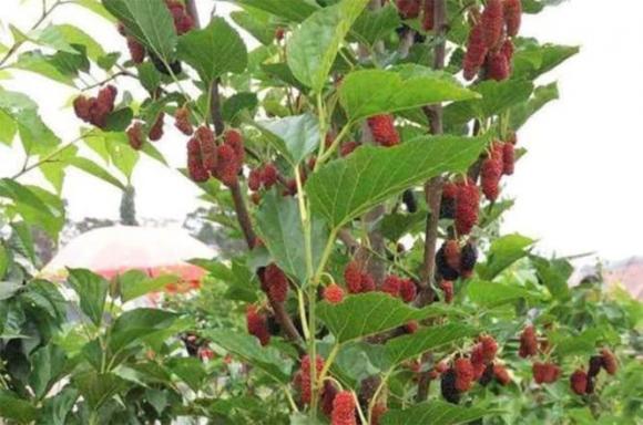 cây âm, cây xui xẻo