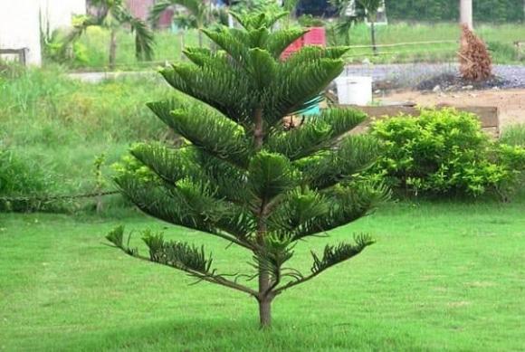 cây âm, cây xui xẻo