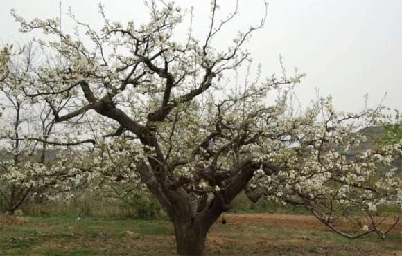 cây âm, cây xui xẻo