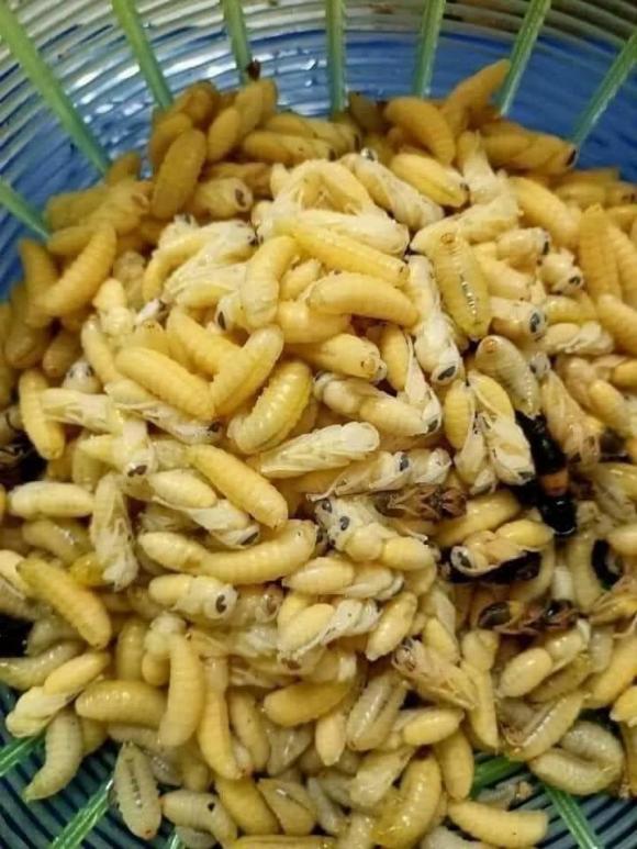 nhộng ong, nhộng ong vò vẽ, kiến thức 