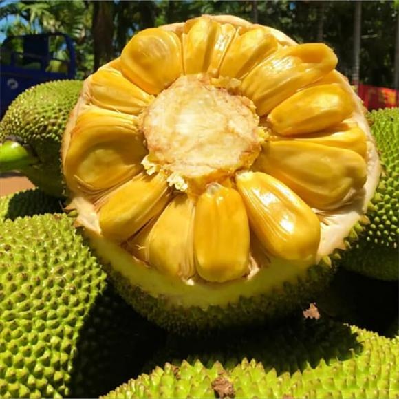 mít, bảo quản mít